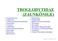 Troglodytidae (Zaunkönige)